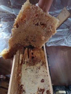 日本蜜蜂の養蜂・その５